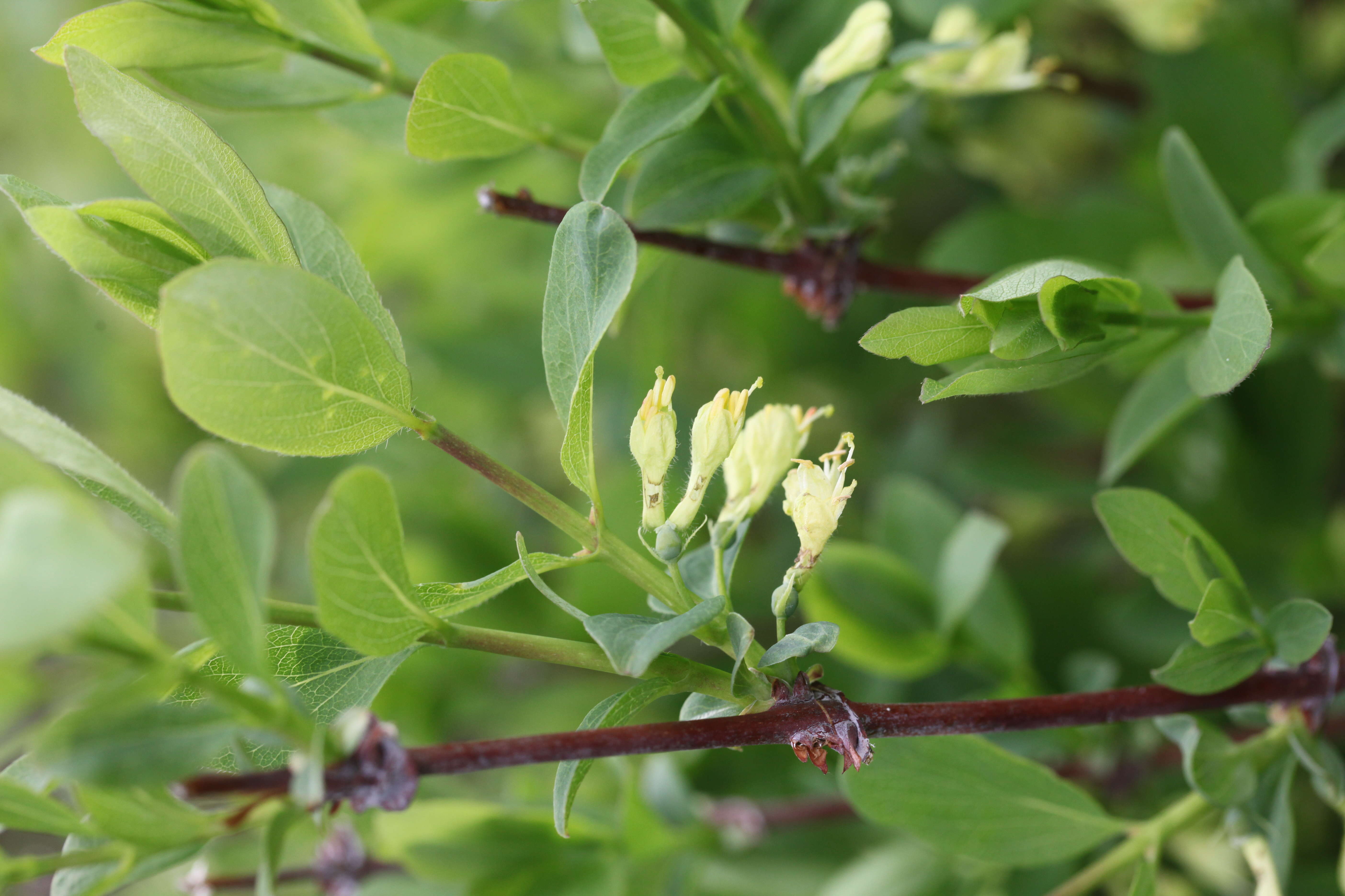 Imagem de Lonicera caerulea L.