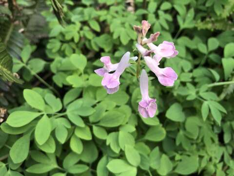 Image of Corydalis decumbens (Thunb.) Pers.