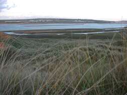 Image of European beachgrass