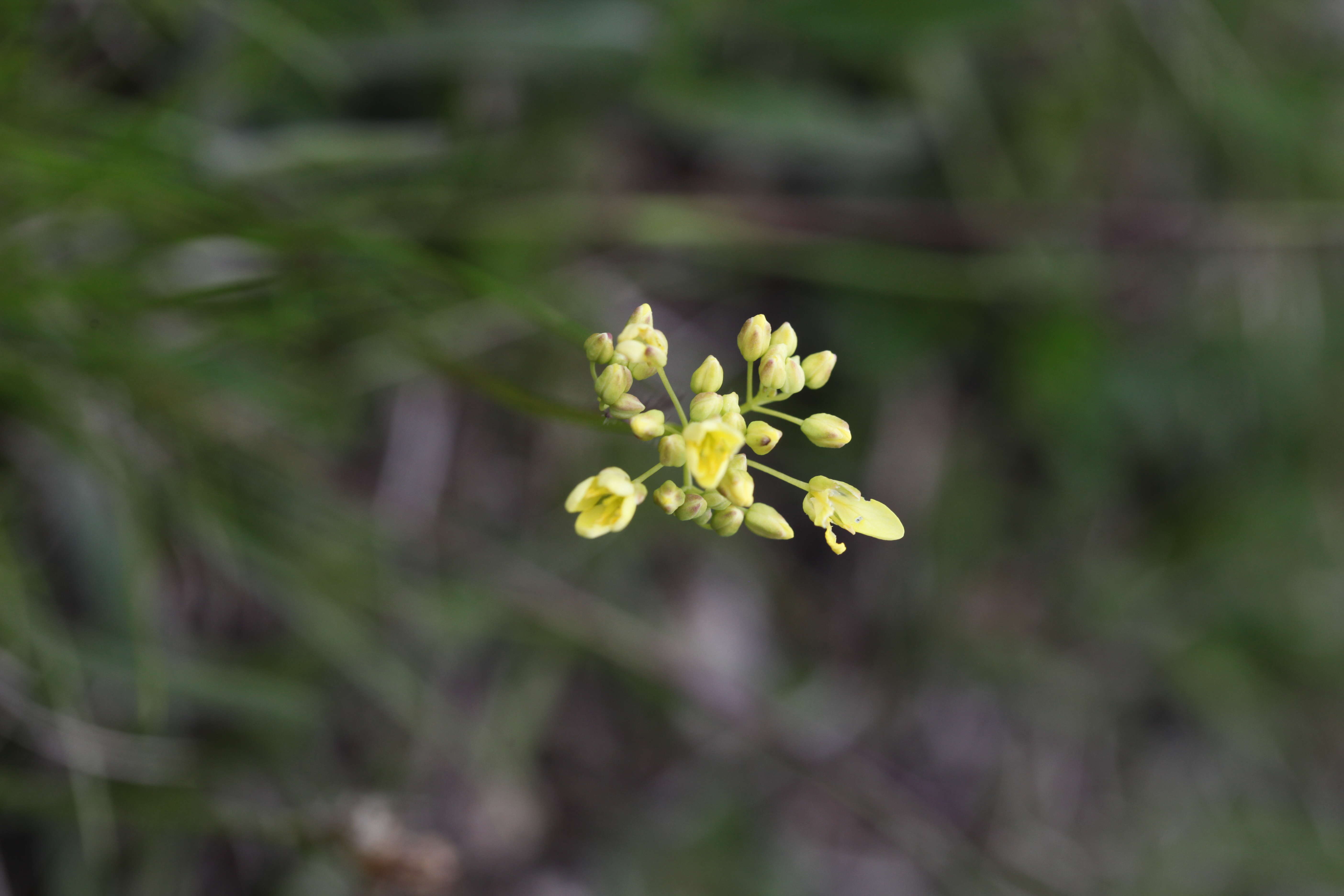 Слика од Biscutella laevigata L.