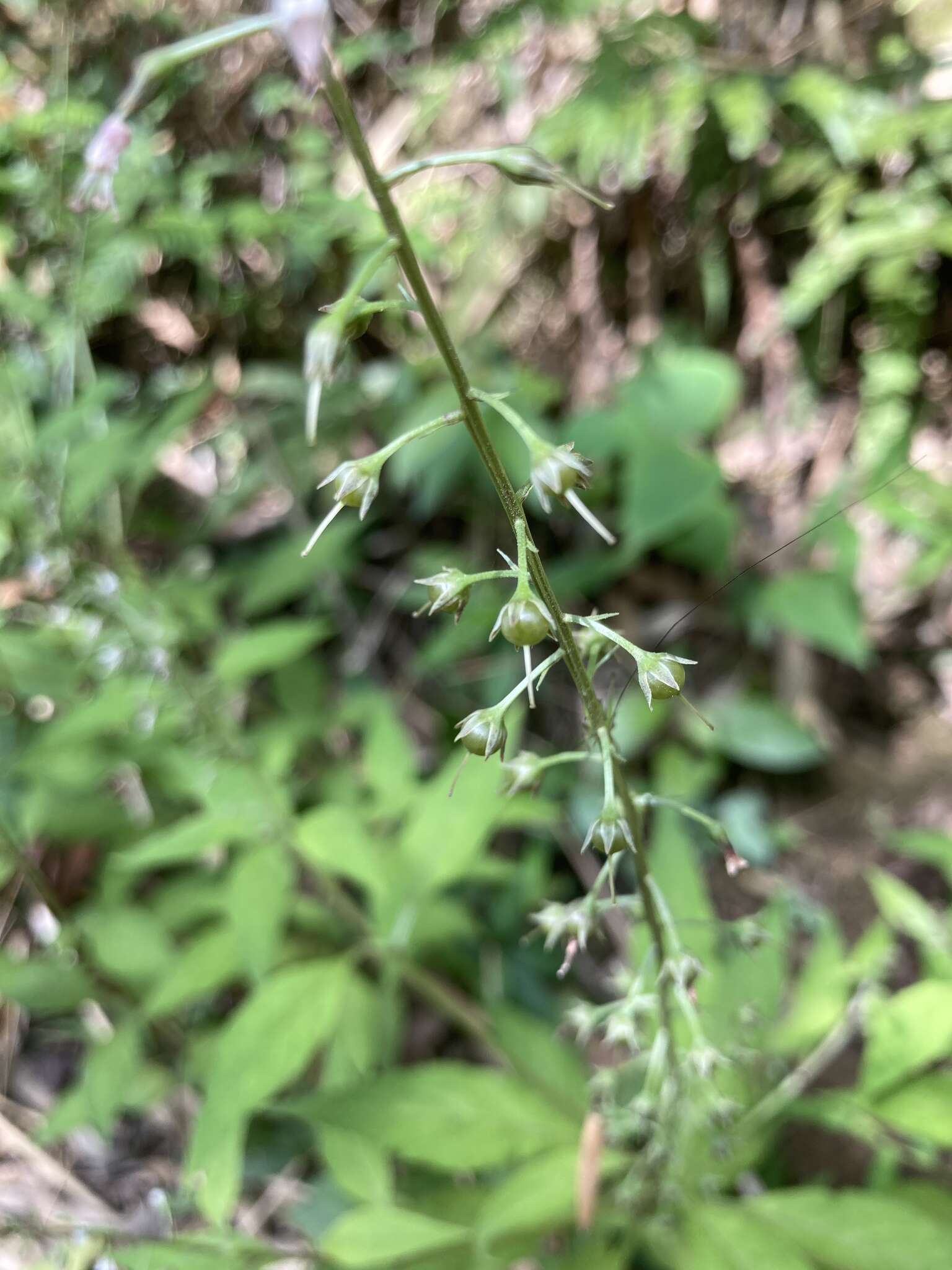 Image of Lysimachia decurrens G. Forst.