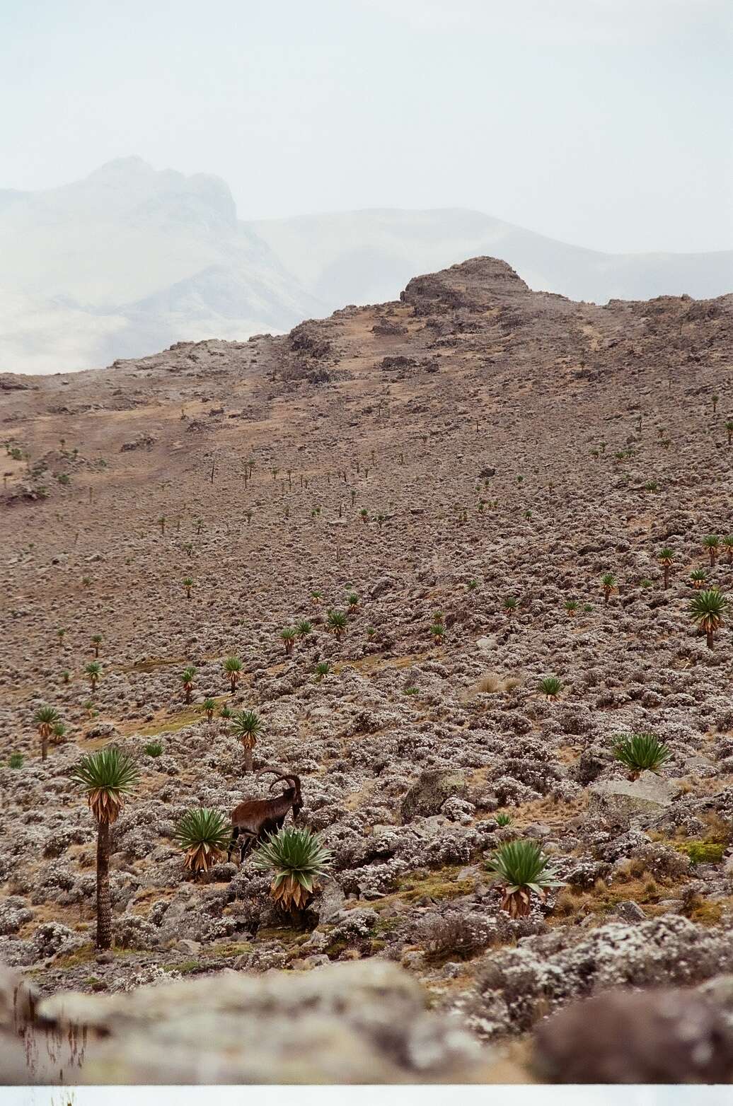 Image of Walia Ibex