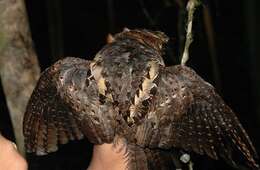 Image of Collared Nightjar