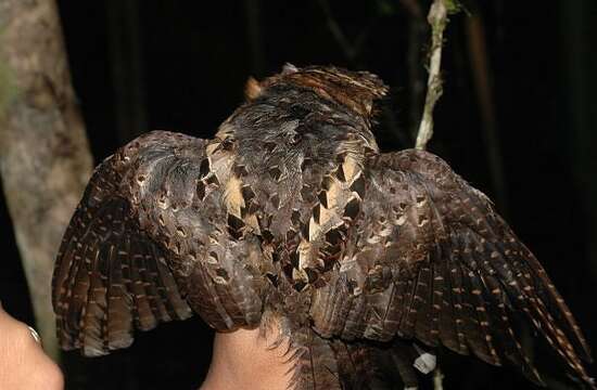 Image of Gactornis Han, Robbins & Braun 2010