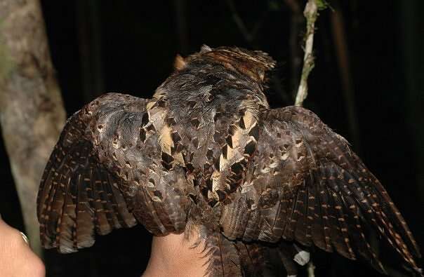 Image of Collared Nightjar