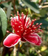 Image of Acca