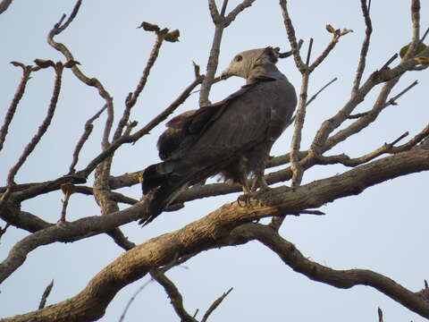 Image of Crested Honey Buzzard