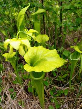 Image of Green Pitcherplant