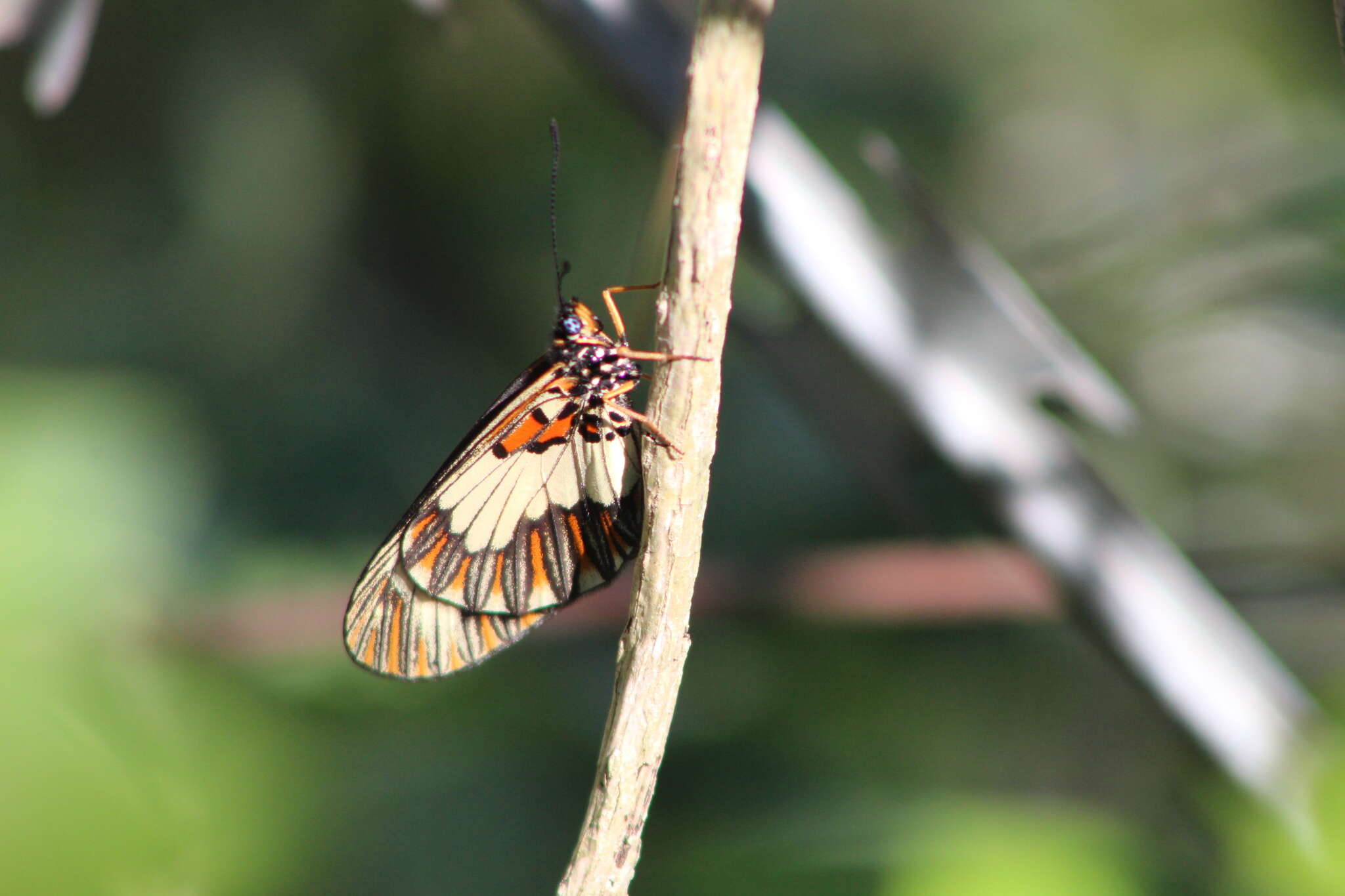 Image of Acraea cabira Hopffer 1855