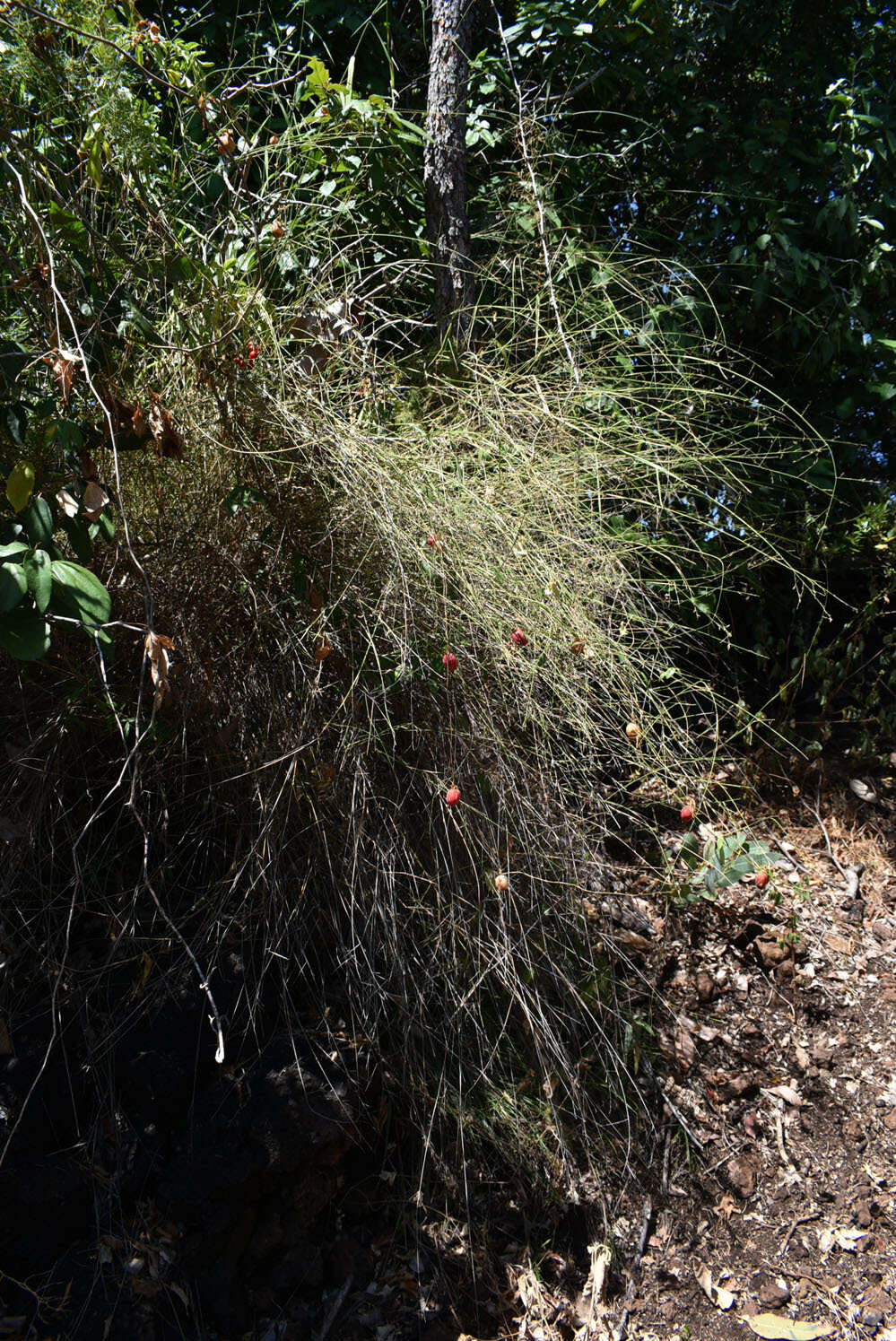 Plancia ëd Ancistrachne uncinulata (R. Br.) S. T. Blake