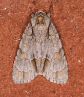 Image of Ochre Dagger Moth