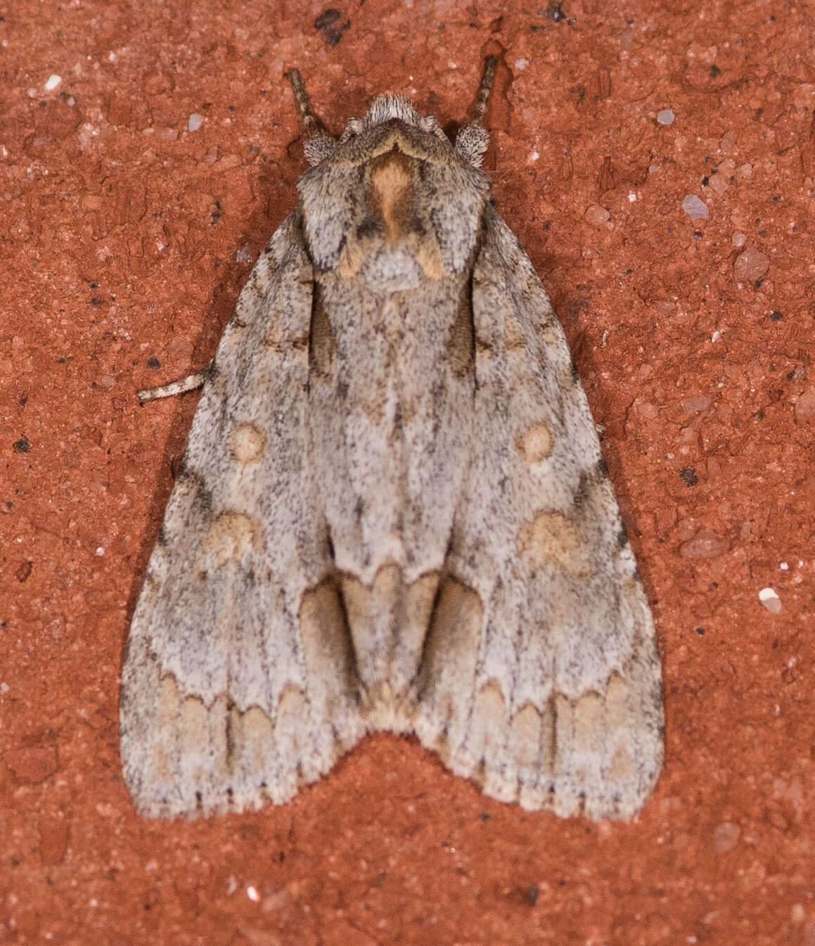 Image of Ochre Dagger Moth