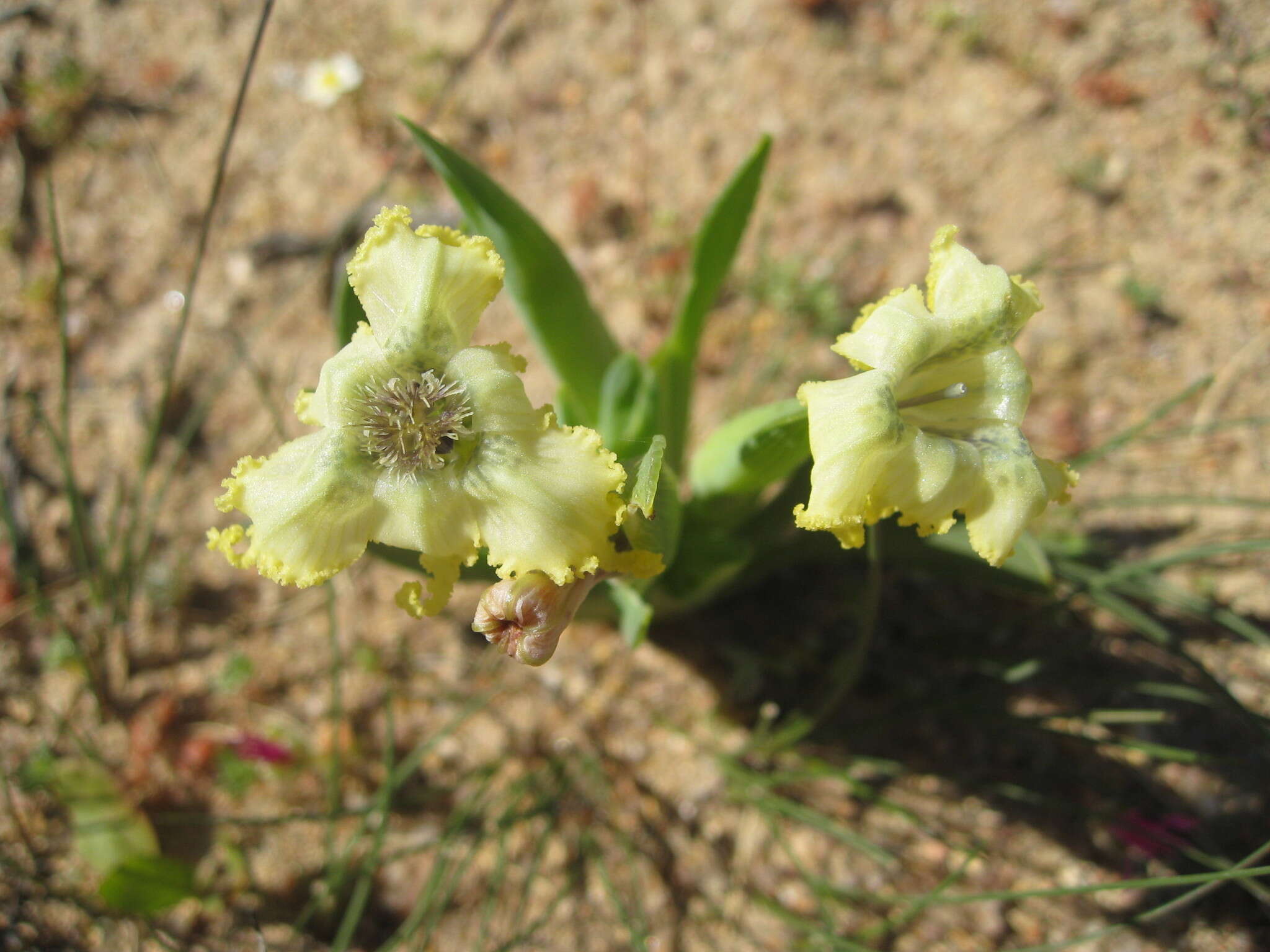 Image of Ferraria macrochlamys (Baker) Goldblatt & J. C. Manning