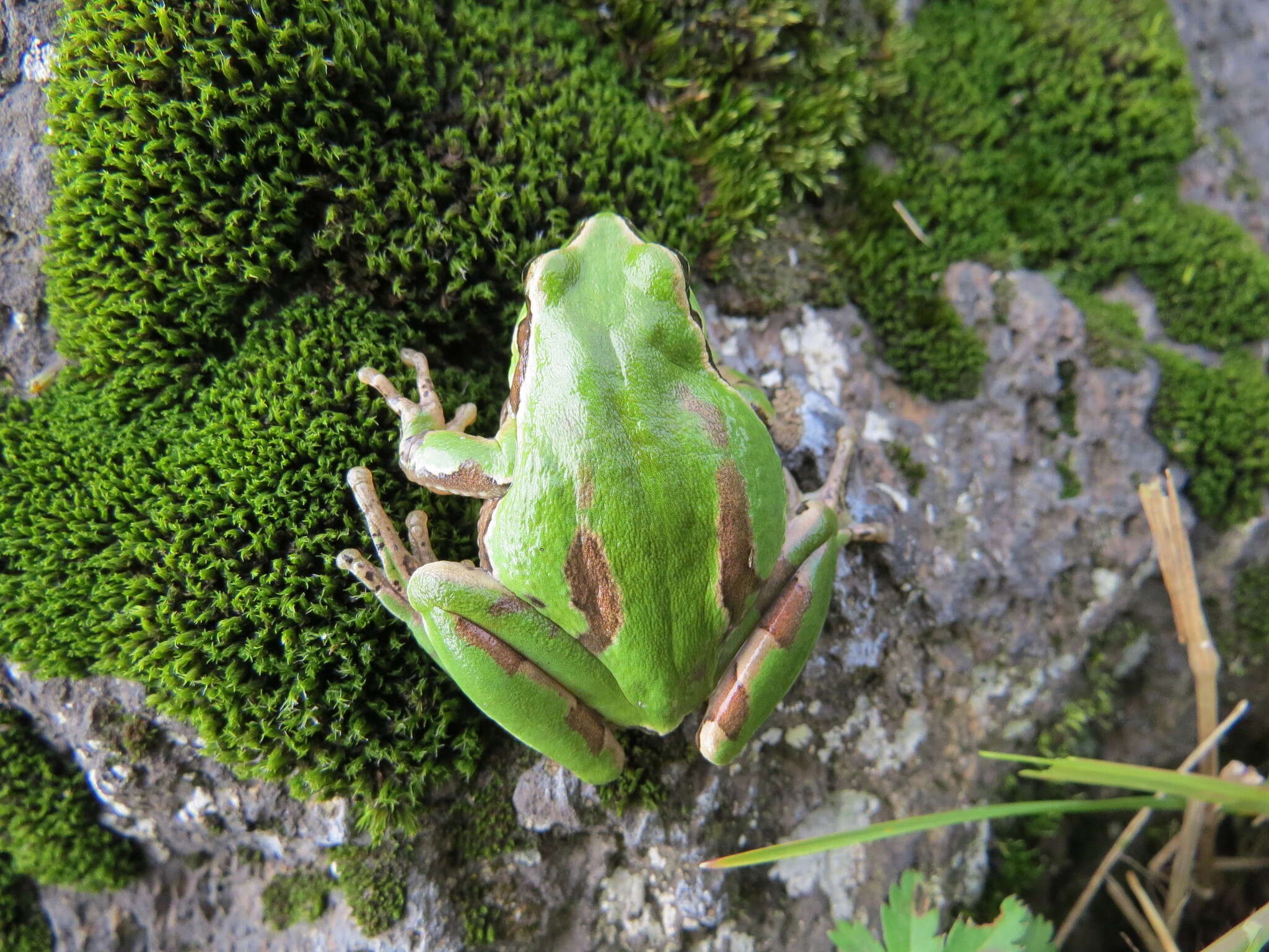 Image de Dryophytes plicatus (Brocchi 1877)