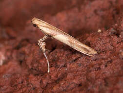 Image of Leafminers