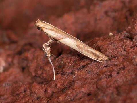 Image of Caloptilia