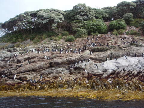 Image of Snares Crested Penguin