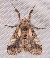 Image of Northern Pine Tussock Moth