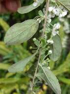 Image of Spiraea prunifolia var. pseudoprunifolia (Hayata ex Nakai) H. L. Li