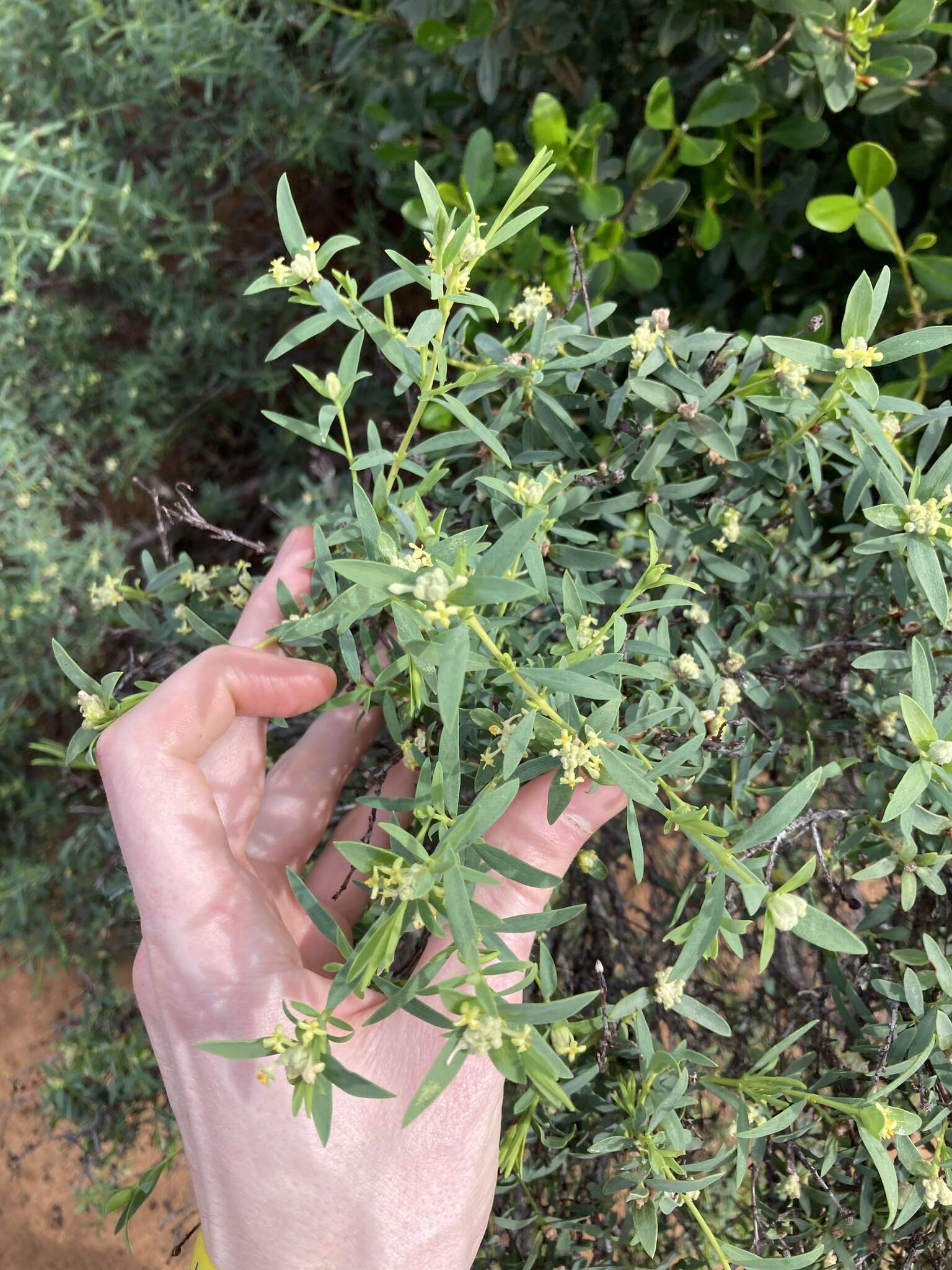 Image of Pimelea microcephala R. Br.