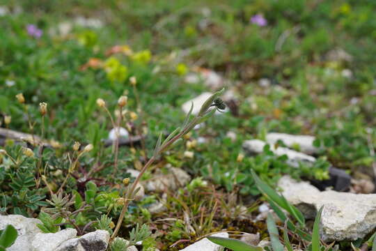 Слика од Linaria simplex (Willd.) DC.