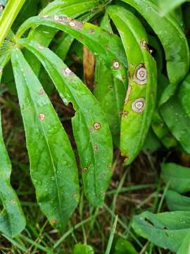 Image of Septoria kaznowskii M. I. Nikol. 2008