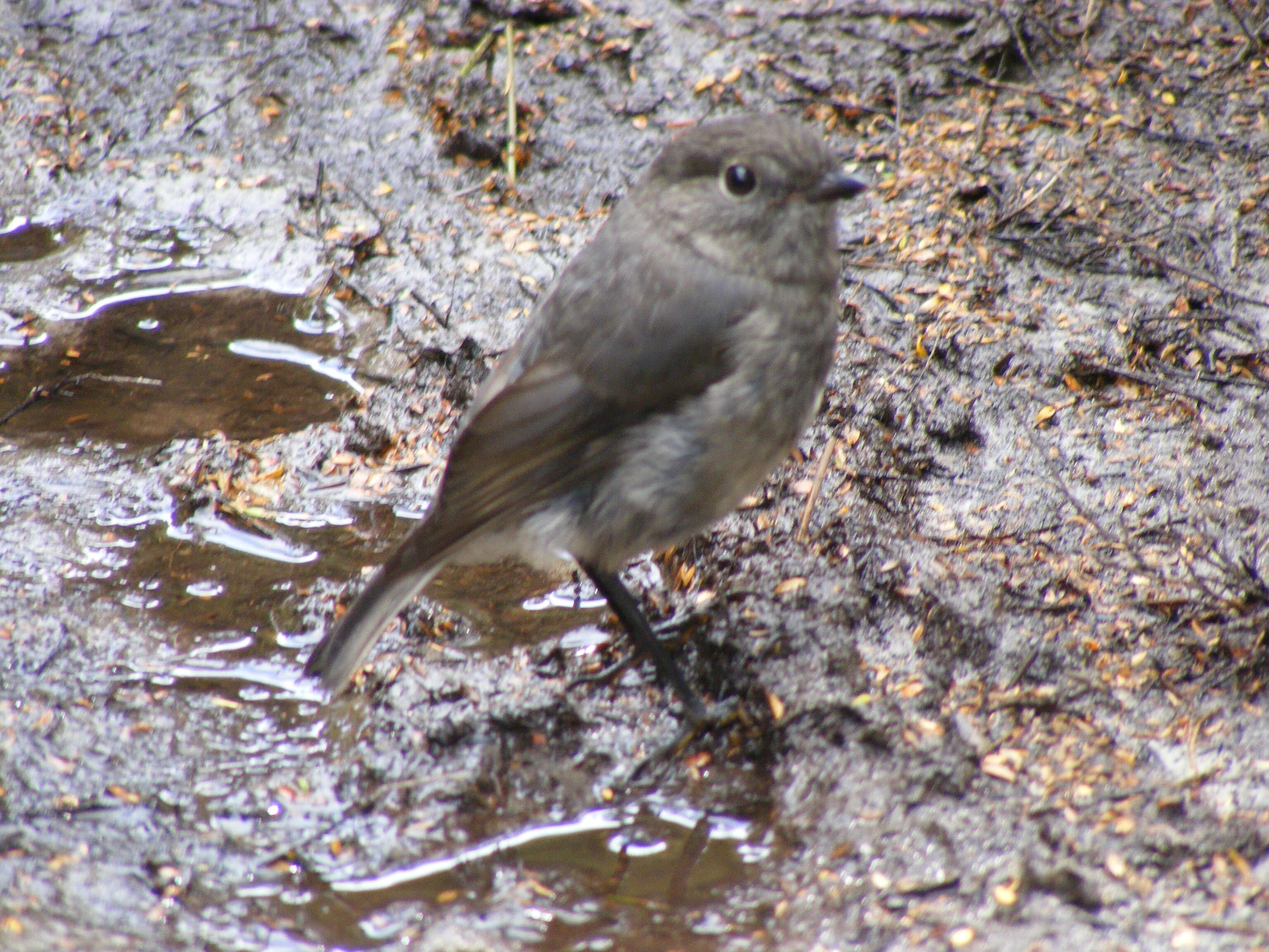 Image of New Zealand Robin