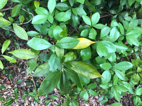 Imagem de Litsea rotundifolia var. oblongifolia (Nees) C. K. Allen