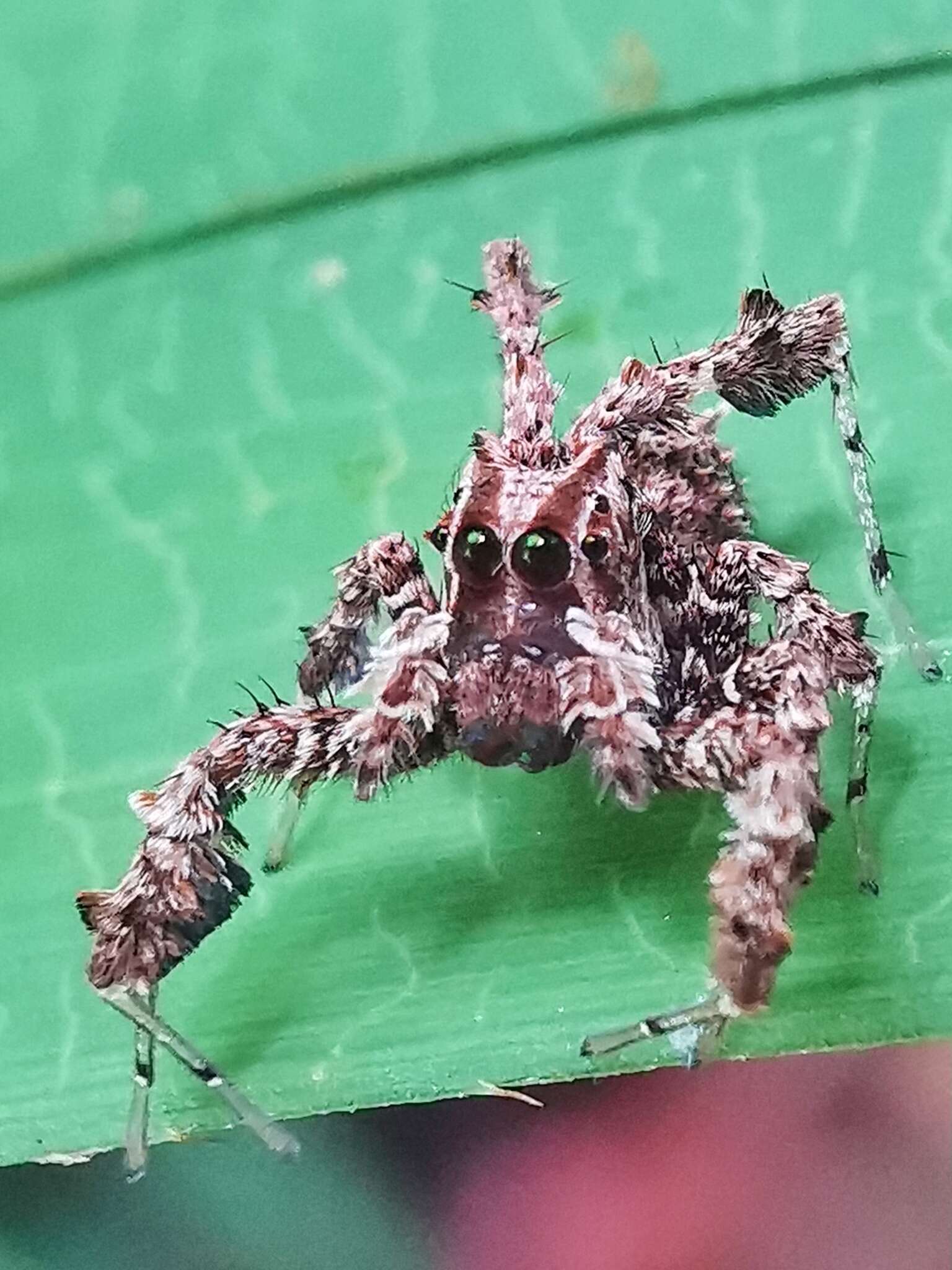 Image of Fringed Jumping Spider