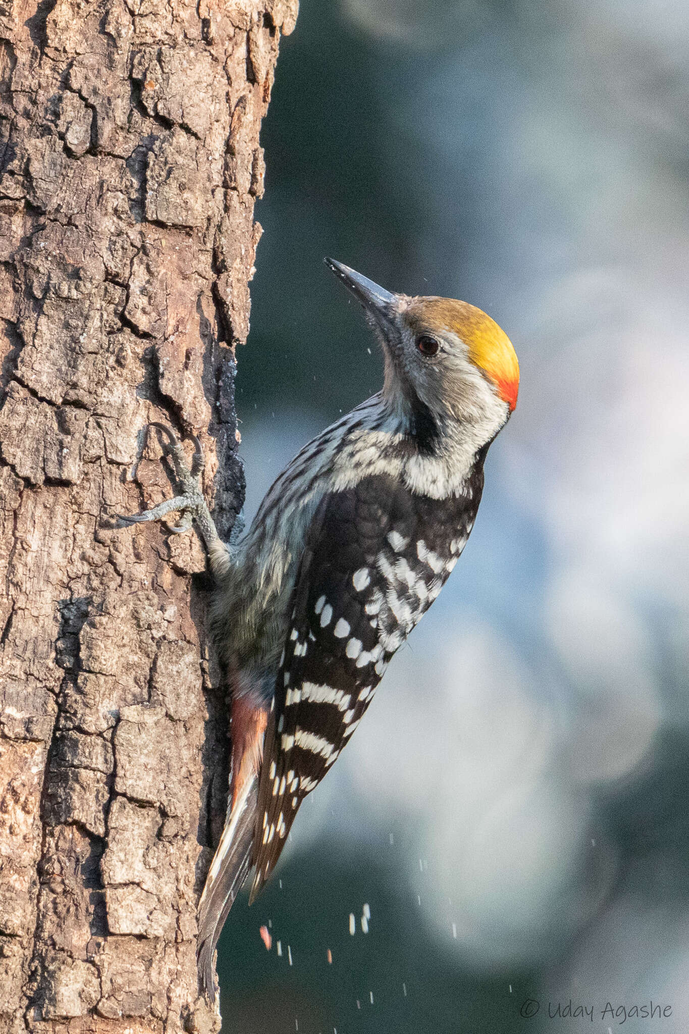 Image of Brown-fronted Woodpecker