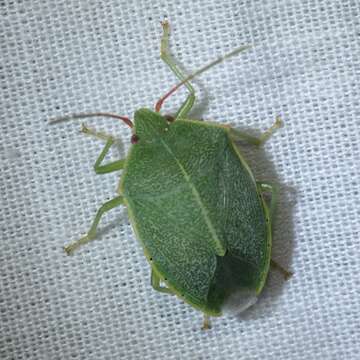 Image of Chlorocoris (Monochrocerus) hebetatus Distant 1890