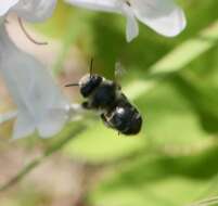 Image of Anthophora terminalis Cresson 1869