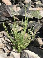 Image of Susanville beardtongue