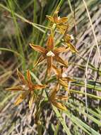 صورة Thelymitra fuscolutea R. Br.