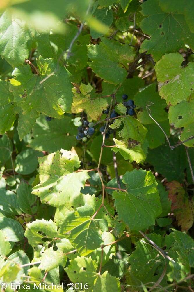 Image of River-Bank Grape