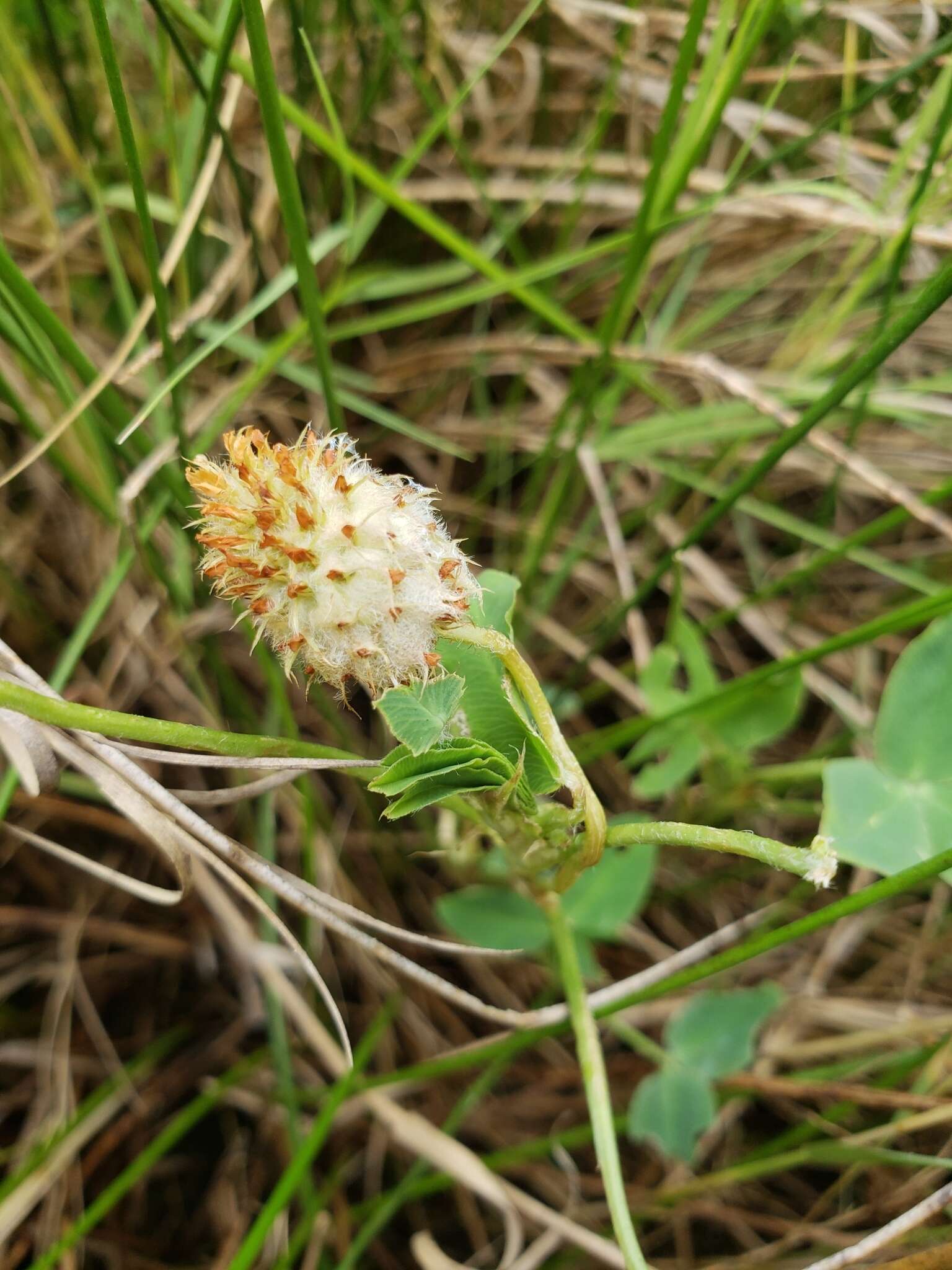 Image of strawberry clover