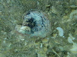 Image of rayed pearl oyster