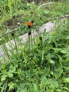 صورة Crepis aurea (L.) Cass.