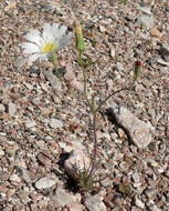 Image de Calycoseris wrightii A. Gray