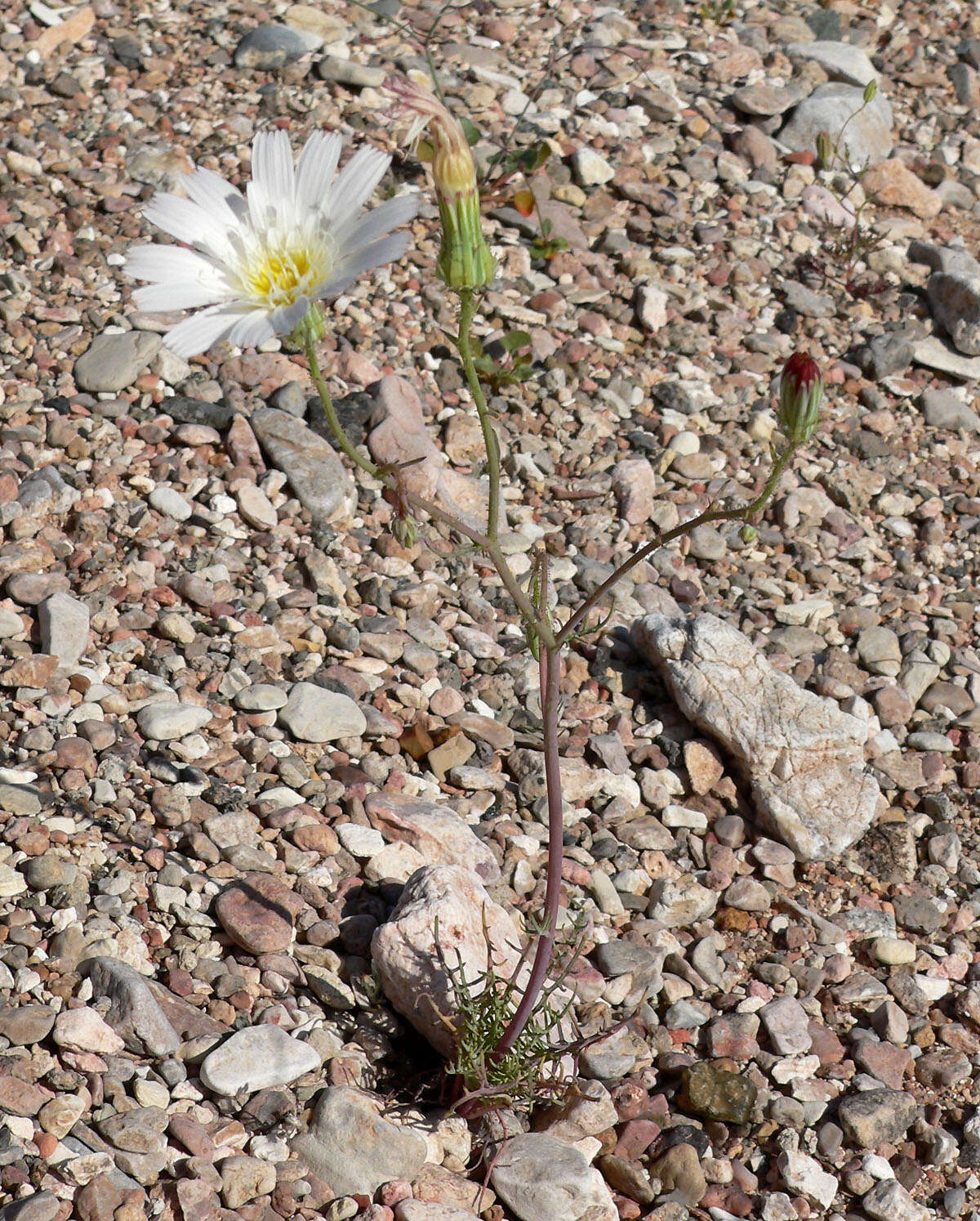 Image of white tackstem