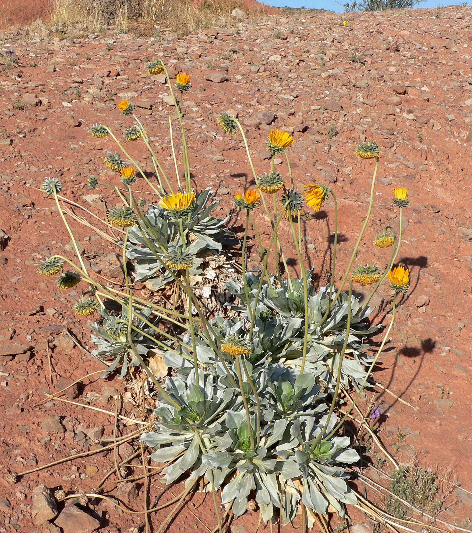 صورة Enceliopsis argophylla (D. C. Eat.) A. Nels.