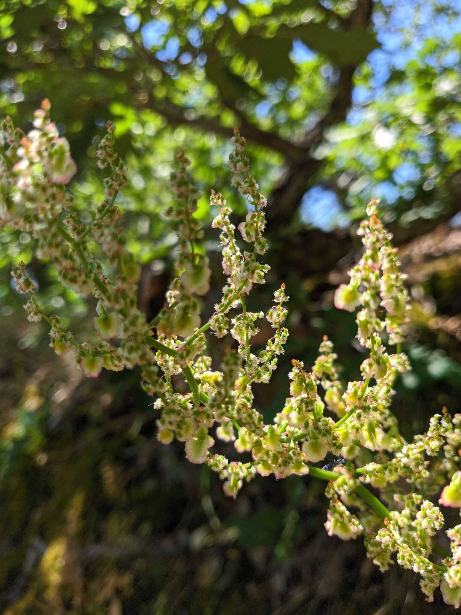 Imagem de Rumex turcomanicus (Rech. fil.) Czer.