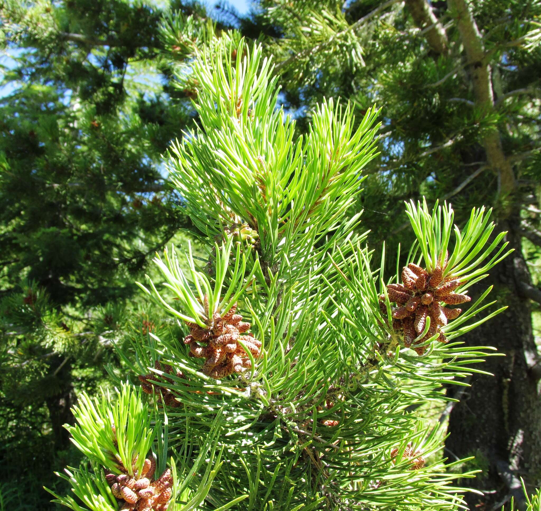 Imagem de Pinus contorta Douglas ex Loudon