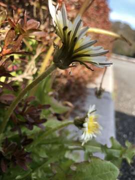 Image of Japanese dandelion