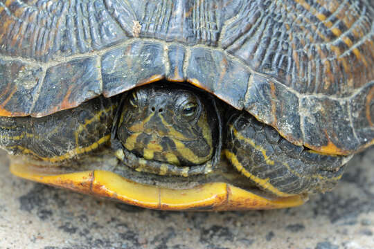 صورة Trachemys scripta scripta (Schoepff 1792)