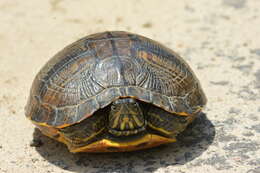 Image of yellow-bellied slider