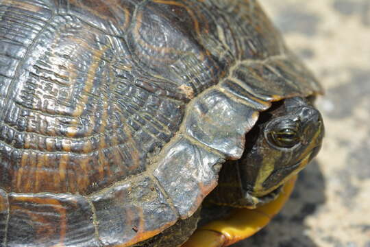 Image of yellow-bellied slider