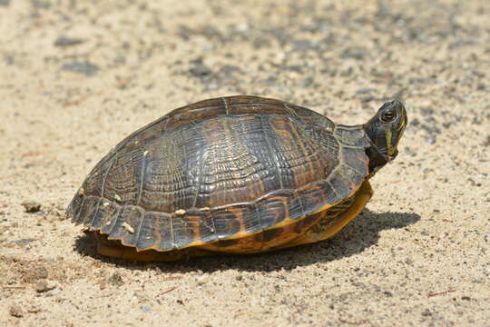 Image of yellow-bellied slider