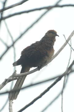 Image of Amboyna Cuckoo-Dove