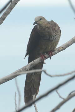 Image of Amboyna Cuckoo-Dove